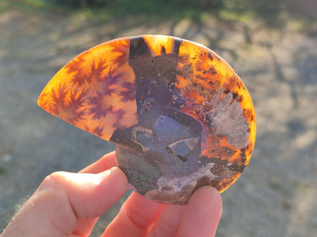 Polished Cleoniceras Ammonite Fossil Pairs x 6 From Tulear, Madagascar - Toprock Gemstones and Minerals 