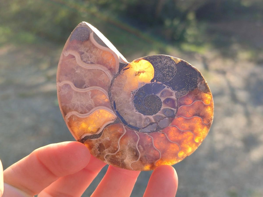 Polished Cleoniceras Ammonite Fossil Pairs x 6 From Tulear, Madagascar - Toprock Gemstones and Minerals 