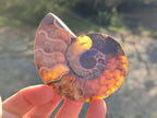 Polished Cleoniceras Ammonite Fossil Pairs x 6 From Tulear, Madagascar - Toprock Gemstones and Minerals 