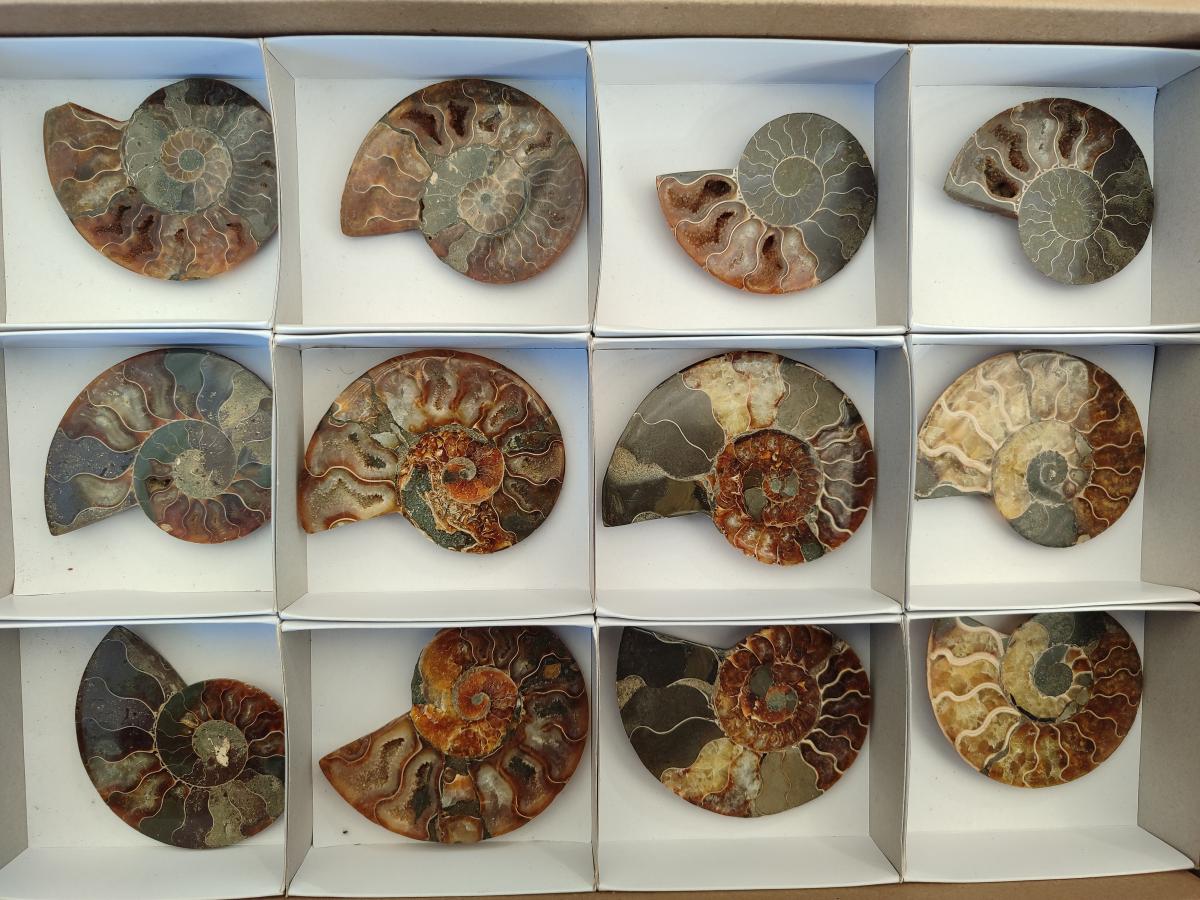 Polished Cleoniceras Ammonite Fossil Pairs x 6 From Tulear, Madagascar - Toprock Gemstones and Minerals 