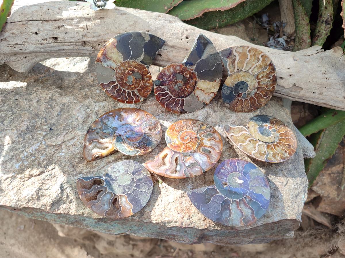 Polished Cleoniceras Ammonite Fossil Pairs x 6 From Tulear, Madagascar - Toprock Gemstones and Minerals 