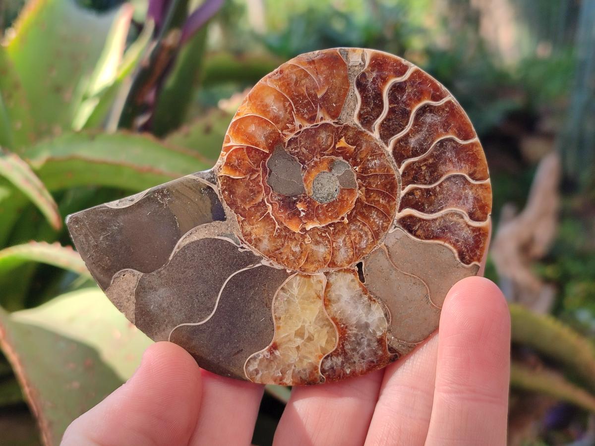 Polished Cleoniceras Ammonite Fossil Pairs x 6 From Tulear, Madagascar - Toprock Gemstones and Minerals 