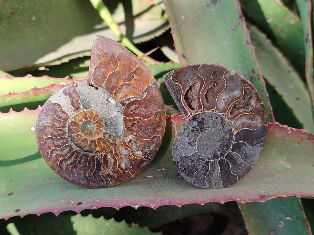 Polished Cleoniceras Ammonite Fossil Pairs x 6 From Tulear, Madagascar - Toprock Gemstones and Minerals 
