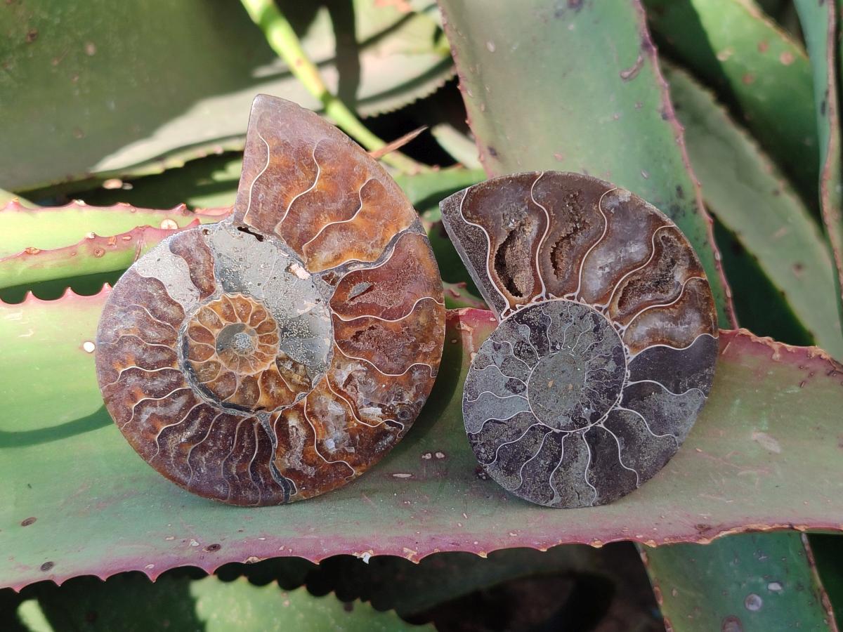 Polished Cleoniceras Ammonite Fossil Pairs x 6 From Tulear, Madagascar - Toprock Gemstones and Minerals 