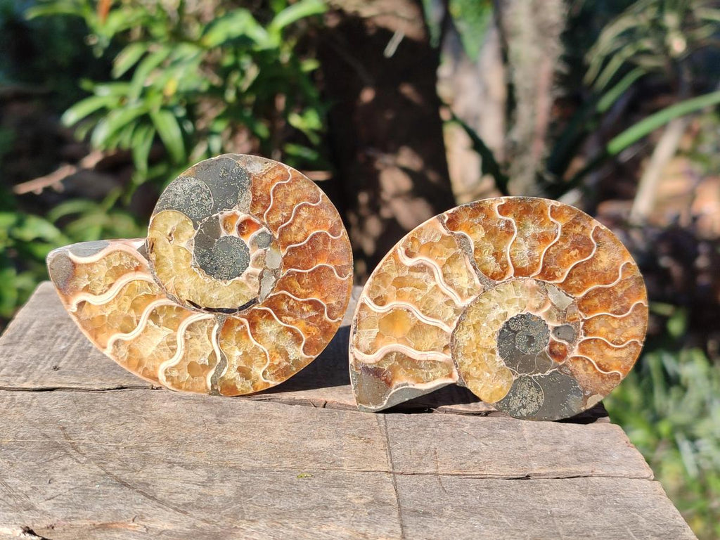 Polished Cleoniceras Ammonite Fossil Pairs x 6 From Tulear, Madagascar - Toprock Gemstones and Minerals 
