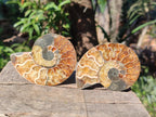 Polished Cleoniceras Ammonite Fossil Pairs x 6 From Tulear, Madagascar - Toprock Gemstones and Minerals 