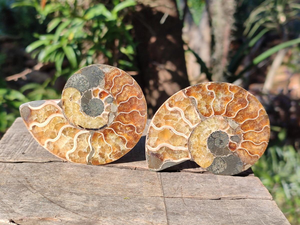 Polished Cleoniceras Ammonite Fossil Pairs x 6 From Tulear, Madagascar - Toprock Gemstones and Minerals 