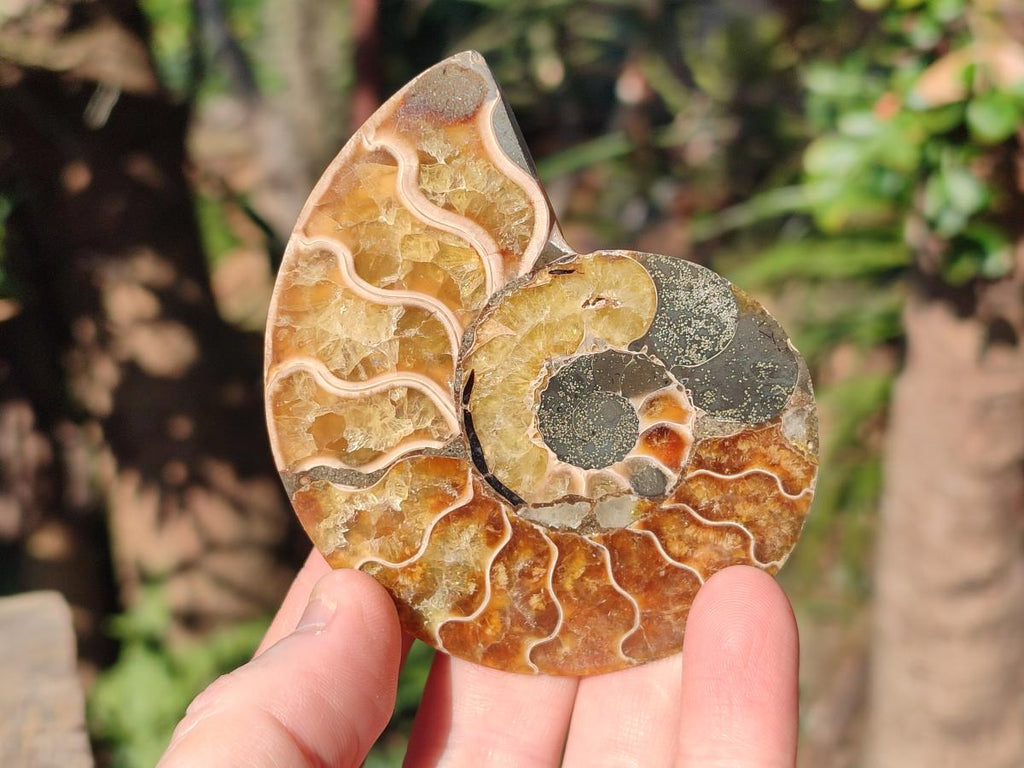 Polished Cleoniceras Ammonite Fossil Pairs x 6 From Tulear, Madagascar - Toprock Gemstones and Minerals 