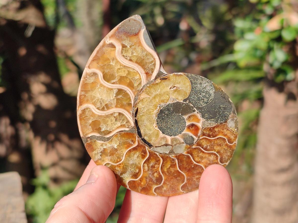 Polished Cleoniceras Ammonite Fossil Pairs x 6 From Tulear, Madagascar - Toprock Gemstones and Minerals 