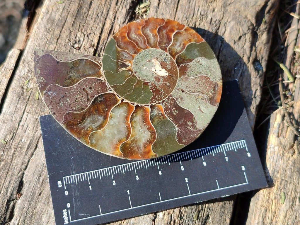 Polished Cleoniceras Ammonite Fossil Pairs x 6 From Tulear, Madagascar - Toprock Gemstones and Minerals 