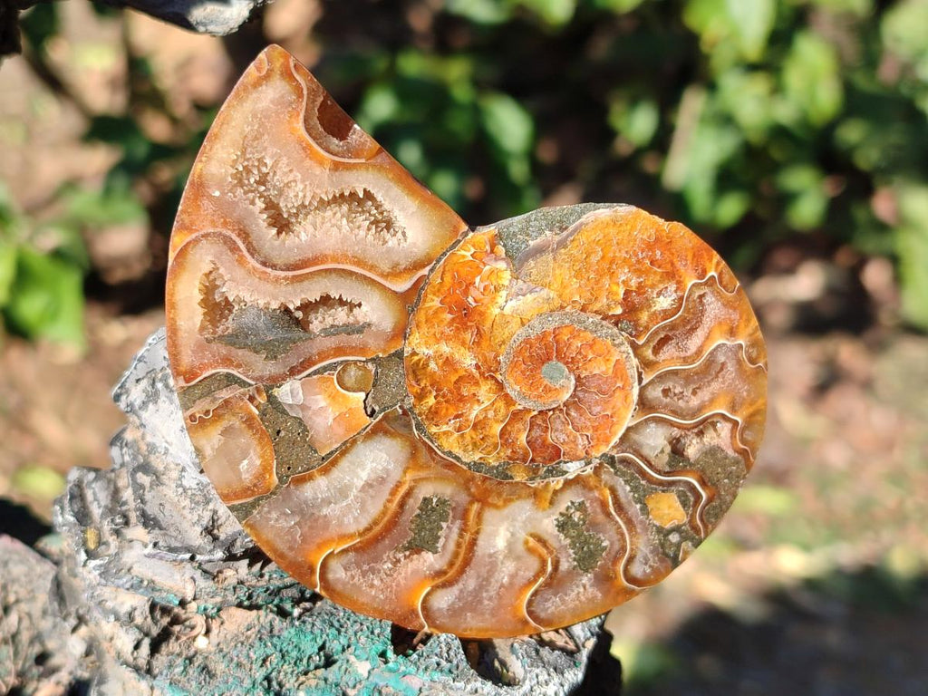 Polished Cleoniceras Ammonite Fossil Pairs x 6 From Tulear, Madagascar - Toprock Gemstones and Minerals 