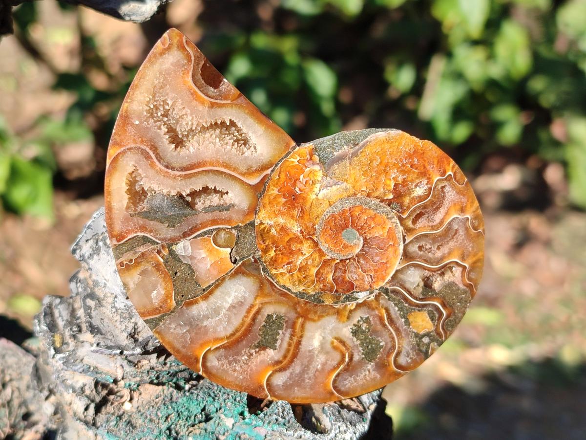 Polished Cleoniceras Ammonite Fossil Pairs x 6 From Tulear, Madagascar - Toprock Gemstones and Minerals 