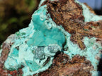 Natural Drusy Chrysocolla with Malachite on Copper Dolomite x 1 From Lupoto Mine, Congo - Toprock Gemstones and Minerals 