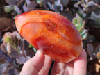 Polished Carnelian Agate Gemstone Flames x 7 From Madagascar - Toprock Gemstones and Minerals 