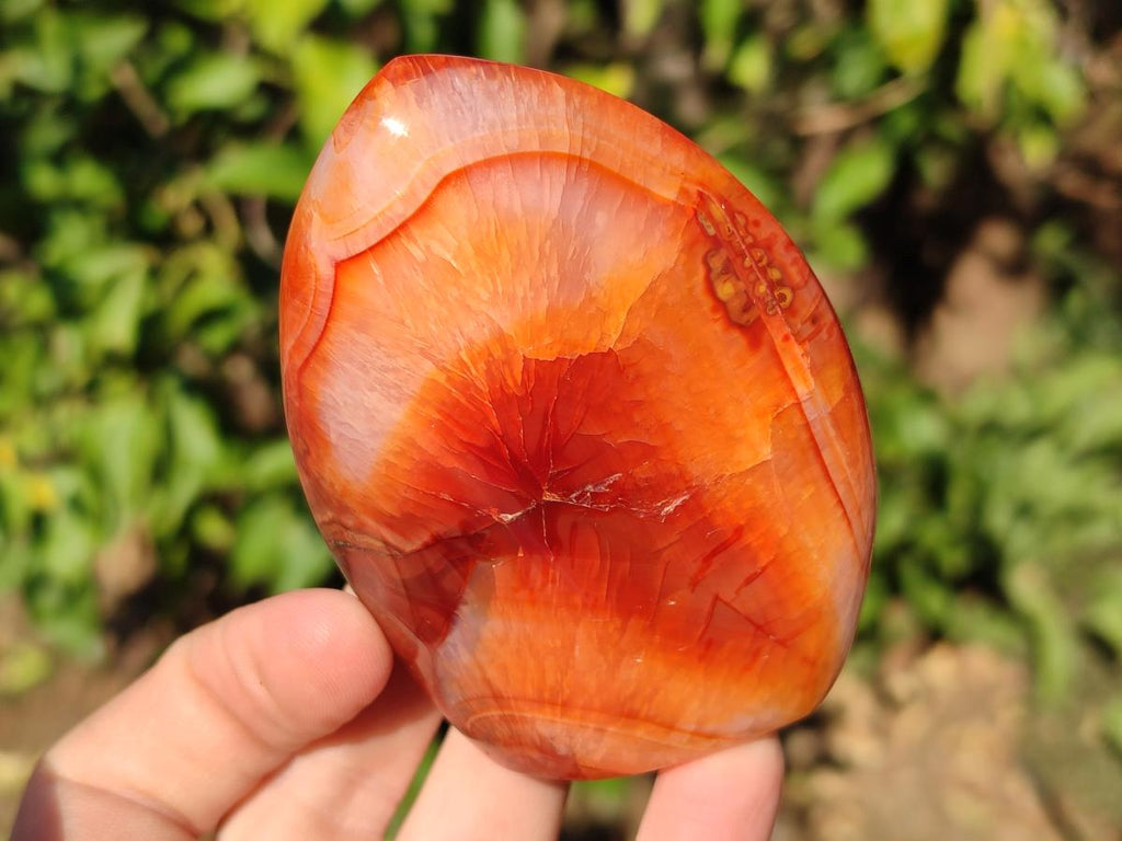 Polished Carnelian Agate Gemstone Flames x 7 From Madagascar - Toprock Gemstones and Minerals 