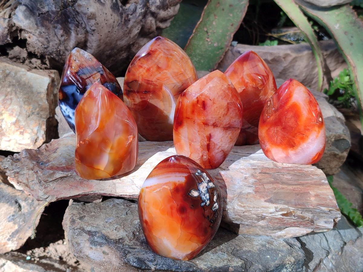 Polished Carnelian Agate Gemstone Flames x 7 From Madagascar - Toprock Gemstones and Minerals 