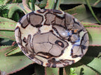 Polished Large Septerye Bowl x 1 From Mahajanga, Madagascar - Toprock Gemstones and Minerals 