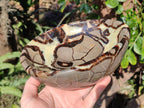 Polished Large Septerye Bowl x 1 From Mahajanga, Madagascar - Toprock Gemstones and Minerals 