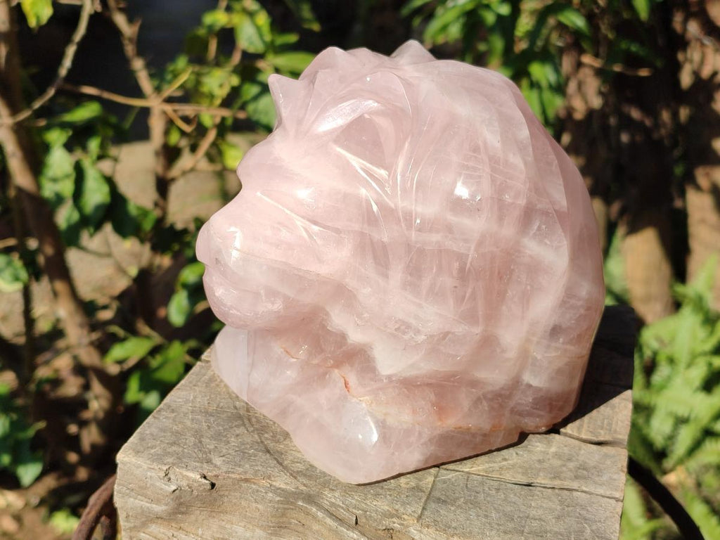 Polished Large Lion Head Rose Quartz Carving x 1 From Madagascar - Toprock Gemstones and Minerals 