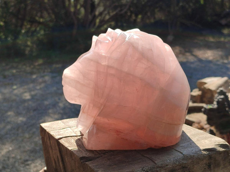 Polished Large Lion Head Rose Quartz Carving x 1 From Madagascar - Toprock Gemstones and Minerals 