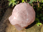 Polished Large Lion Head Rose Quartz Carving x 1 From Madagascar - Toprock Gemstones and Minerals 