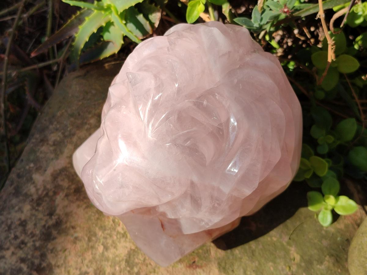 Polished Large Lion Head Rose Quartz Carving x 1 From Madagascar - Toprock Gemstones and Minerals 