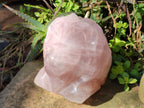 Polished Large Lion Head Rose Quartz Carving x 1 From Madagascar - Toprock Gemstones and Minerals 