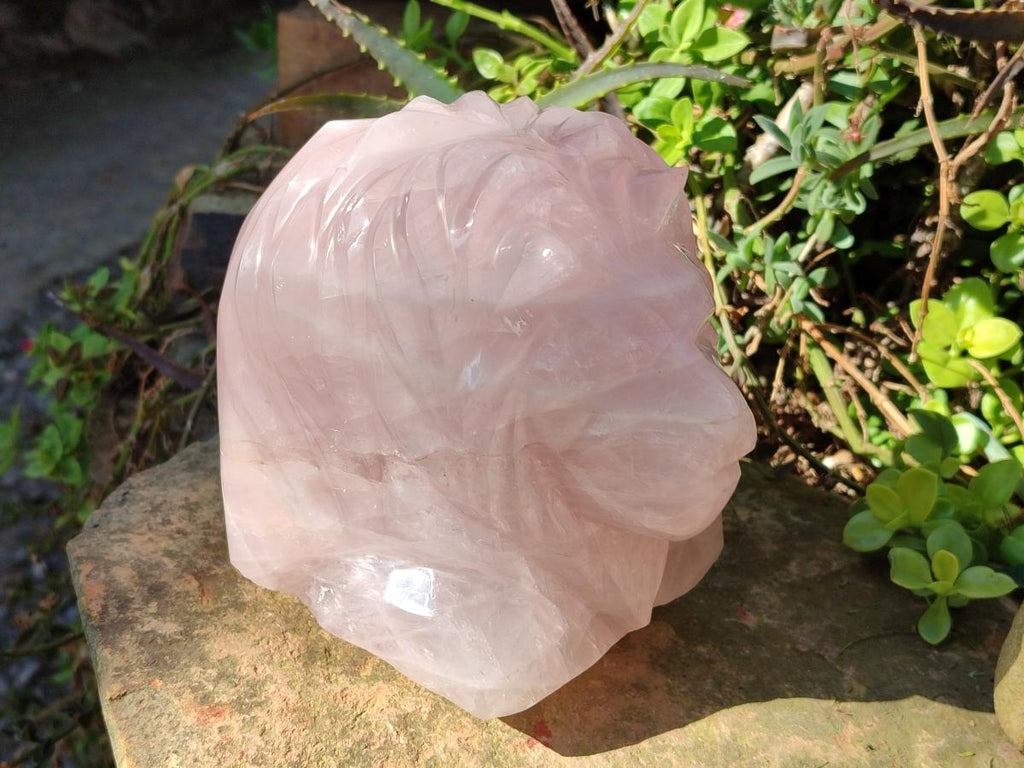 Polished Large Lion Head Rose Quartz Carving x 1 From Madagascar - Toprock Gemstones and Minerals 
