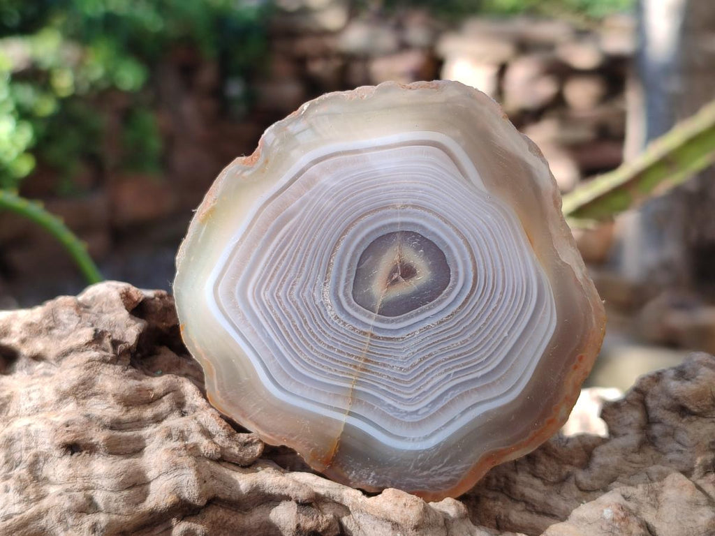 Polished Banded Agate Slices with Natural Edging x 12 From Madagascar - Toprock Gemstones and Minerals 
