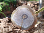 Polished Banded Agate Slices with Natural Edging x 12 From Madagascar - Toprock Gemstones and Minerals 