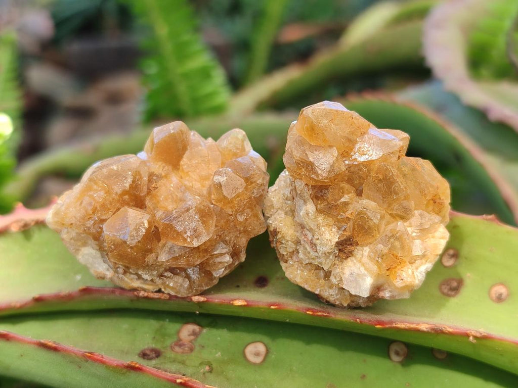 Natural Small Golden Limonite Quartz Clusters x 70 From Solwezi, Zambia - Toprock Gemstones and Minerals 