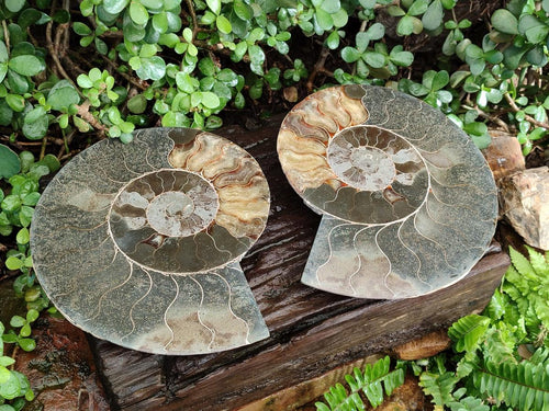 Polished XL Cleoniceras Ammonite Fossil Pair x 1 From Tulear, Madagascar - Toprock Gemstones and Minerals 