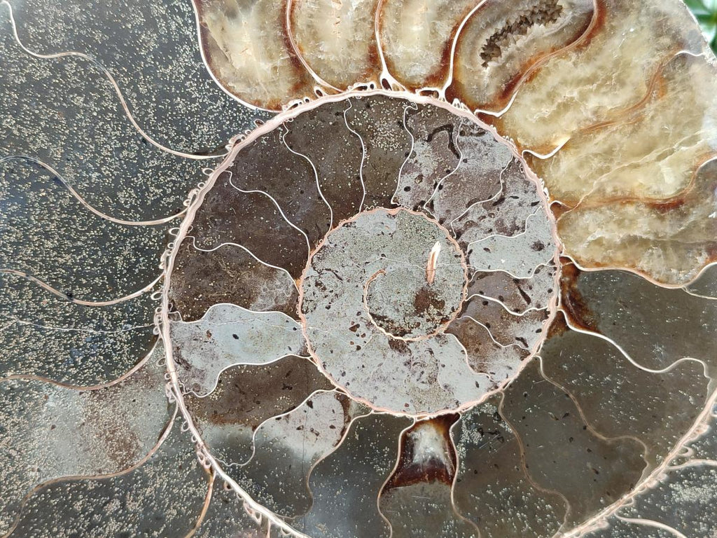 Polished XL Cleoniceras Ammonite Fossil Pair x 1 From Tulear, Madagascar - Toprock Gemstones and Minerals 