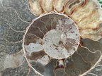 Polished XL Cleoniceras Ammonite Fossil Pair x 1 From Tulear, Madagascar - Toprock Gemstones and Minerals 
