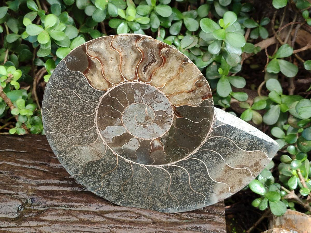 Polished XL Cleoniceras Ammonite Fossil Pair x 1 From Tulear, Madagascar - Toprock Gemstones and Minerals 
