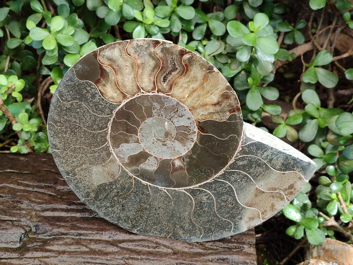 Polished XL Cleoniceras Ammonite Fossil Pair x 1 From Tulear, Madagascar - Toprock Gemstones and Minerals 