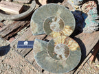 Polished XL Cleoniceras Ammonite Fossil Pair x 1 From Tulear, Madagascar - Toprock Gemstones and Minerals 
