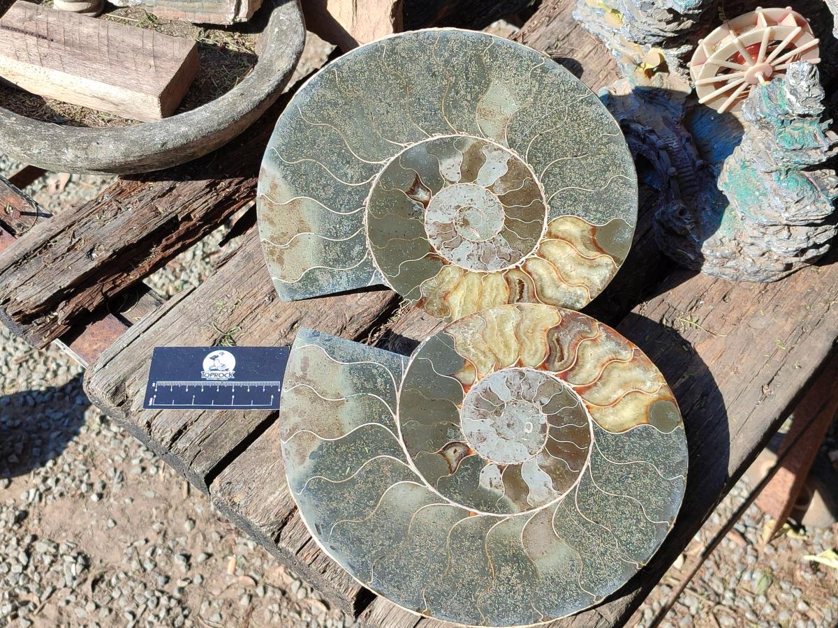 Polished XL Cleoniceras Ammonite Fossil Pair x 1 From Tulear, Madagascar - Toprock Gemstones and Minerals 