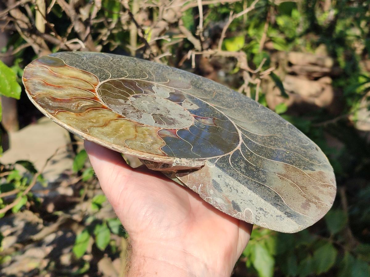 Polished XL Cleoniceras Ammonite Fossil Pair x 1 From Tulear, Madagascar - Toprock Gemstones and Minerals 