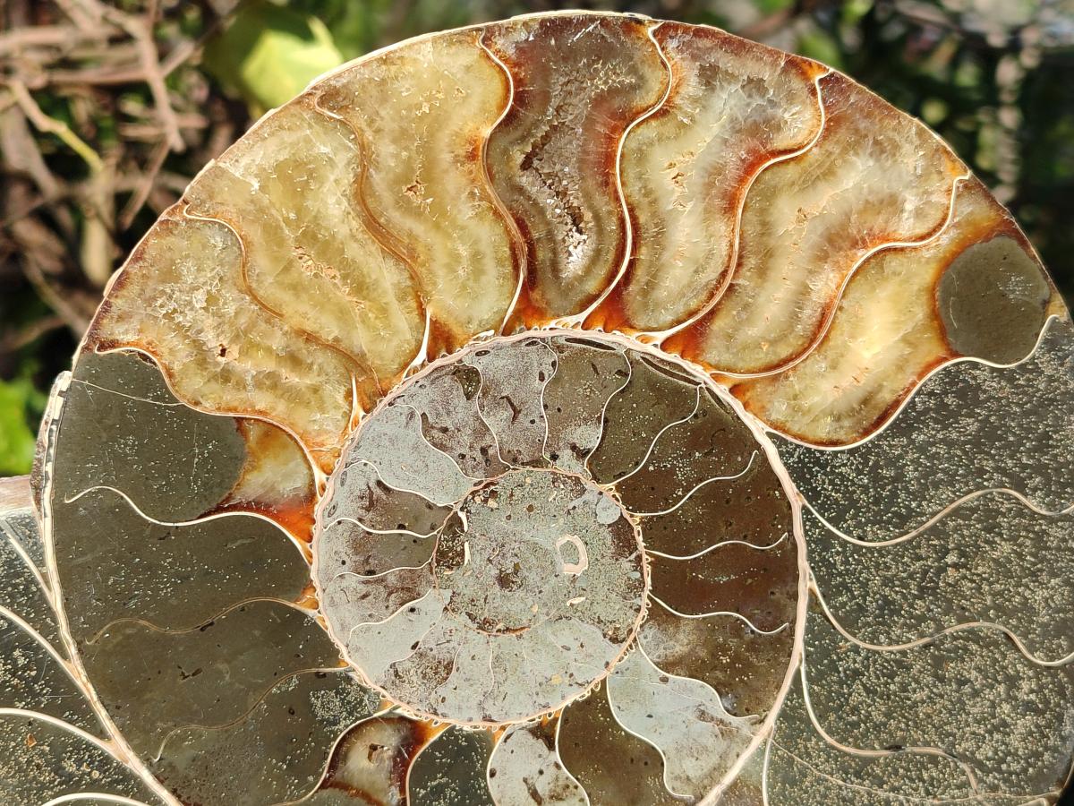 Polished XL Cleoniceras Ammonite Fossil Pair x 1 From Tulear, Madagascar - Toprock Gemstones and Minerals 