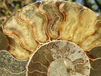 Polished XL Cleoniceras Ammonite Fossil Pair x 1 From Tulear, Madagascar - Toprock Gemstones and Minerals 