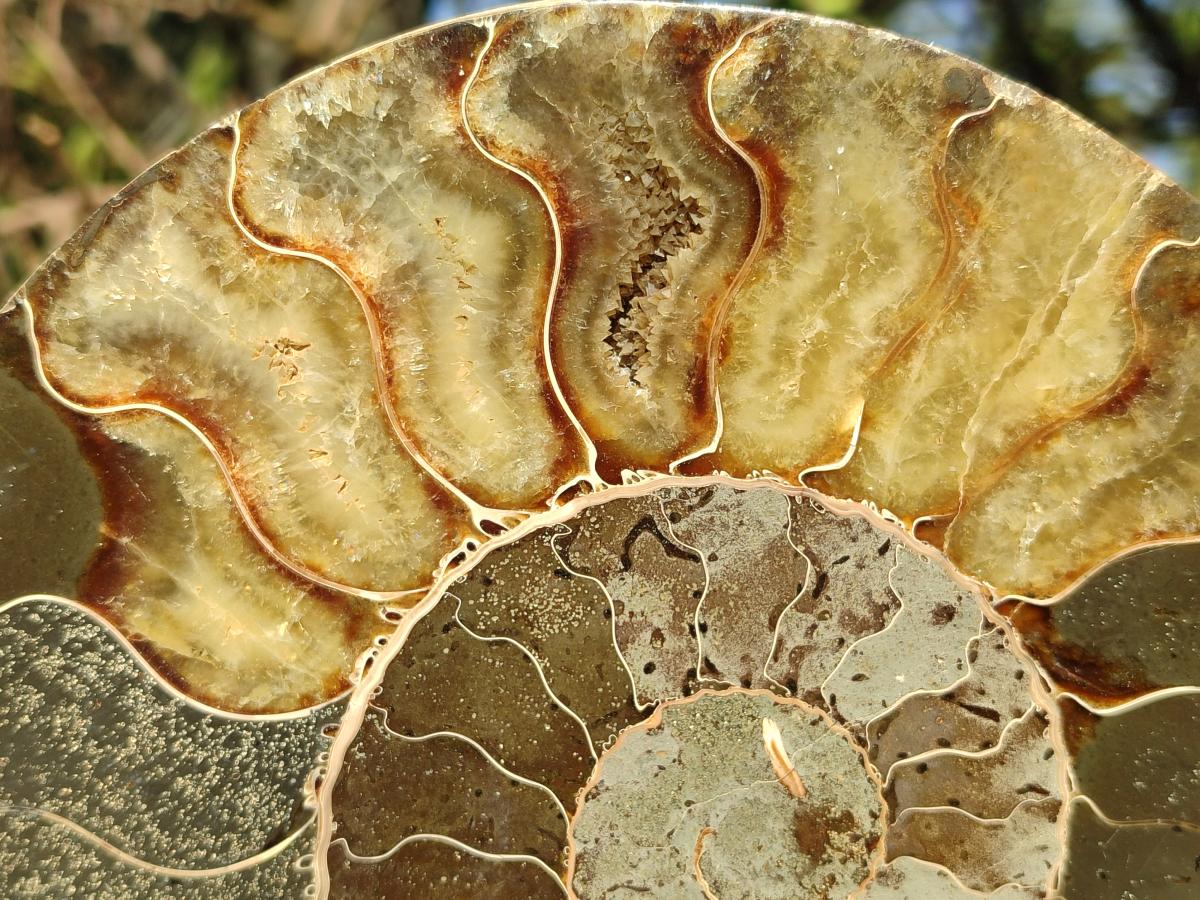 Polished XL Cleoniceras Ammonite Fossil Pair x 1 From Tulear, Madagascar - Toprock Gemstones and Minerals 