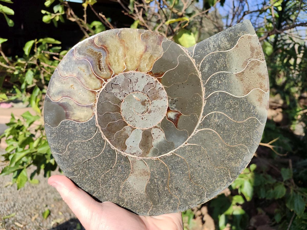 Polished XL Cleoniceras Ammonite Fossil Pair x 1 From Tulear, Madagascar - Toprock Gemstones and Minerals 
