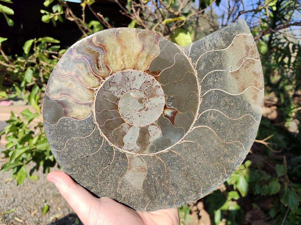 Polished XL Cleoniceras Ammonite Fossil Pair x 1 From Tulear, Madagascar - Toprock Gemstones and Minerals 