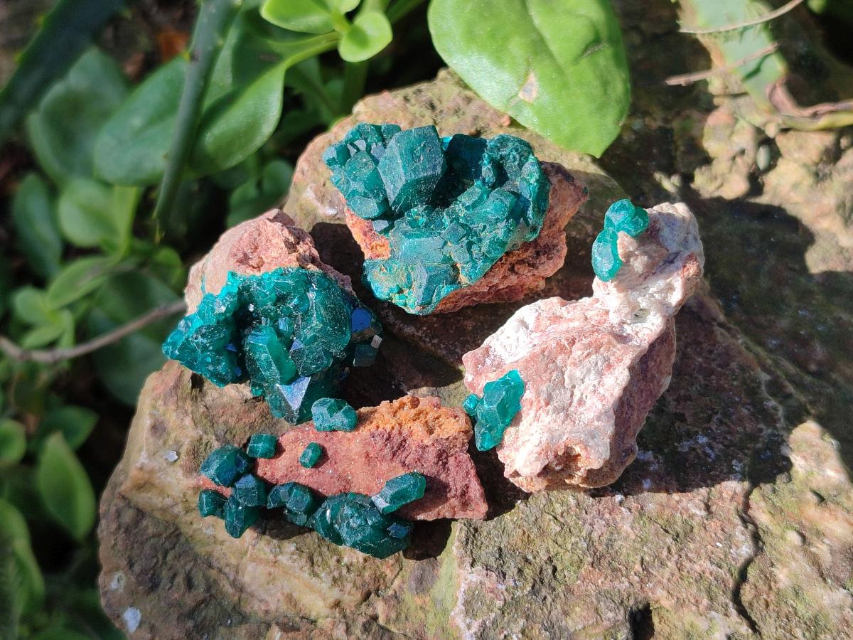 Natural Dioptase on Dolomite Specimens x 20 From Likasi, Congo - Toprock Gemstones and Minerals 