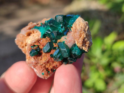 Natural Dioptase on Dolomite Specimens x 20 From Likasi, Congo - Toprock Gemstones and Minerals 