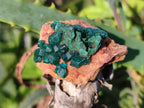 Natural Dioptase on Dolomite Specimens x 20 From Likasi, Congo - Toprock Gemstones and Minerals 