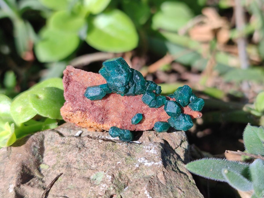 Natural Dioptase on Dolomite Specimens x 20 From Likasi, Congo - Toprock Gemstones and Minerals 