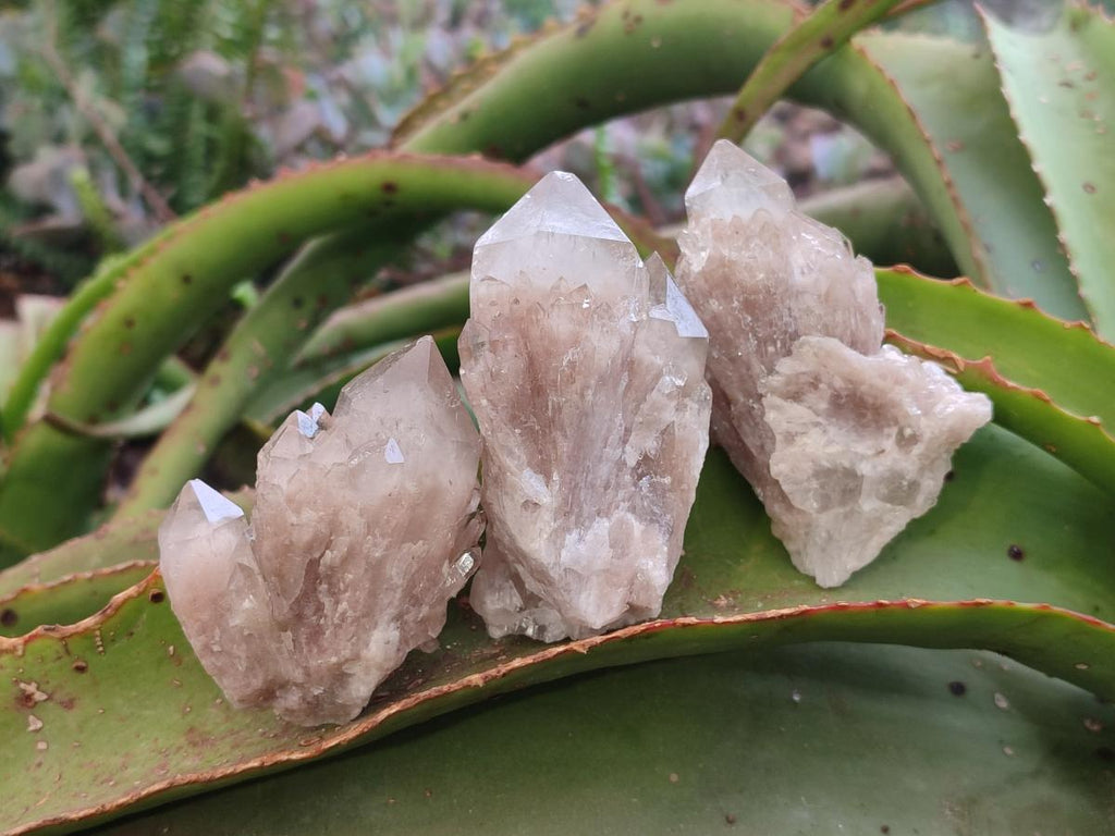 Natural Smokey White Phantom Quartz Crystals x 12 From Luena, Congo - Toprock Gemstones and Minerals 