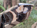 Polished Large Septerye Sauvage Display Crystal x 1 From Mahajanga, Madagascar - Toprock Gemstones and Minerals 
